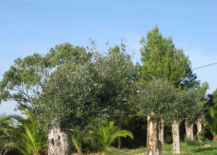 Quinta Raposeiros Santo Isidoro
